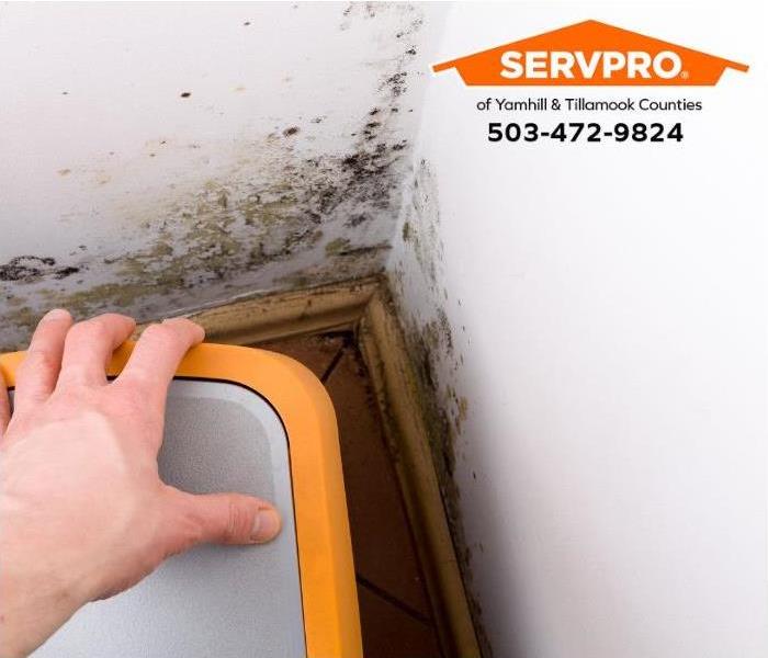 A person discovers mold growing in the corner of a room.